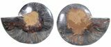 Split Black/Orange Ammonite Pair - Unusual Coloration #55587-1